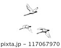 オオハクチョウ（ポスタライズ） 117067970