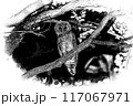 フクロウ（ポスタライズ） 117067971