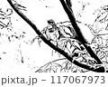 ノゴマ（ポスタライズ） 117067973