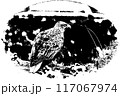 オジロワシ（ポスタライズ） 117067974