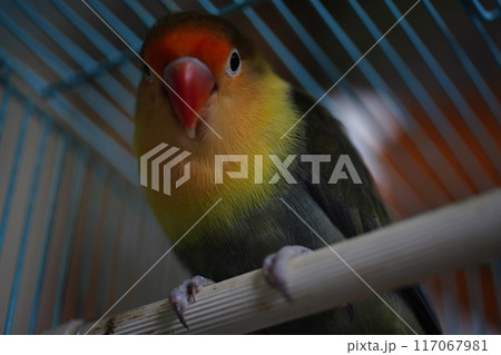 鳥 セキセイインコ ラブバード 117067981