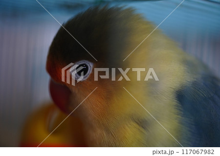 鳥 セキセイインコ ラブバード 117067982