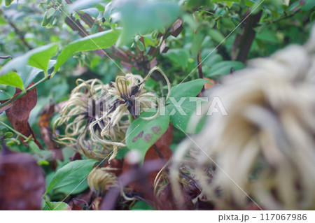 クレマチス「さぬき王妃」の綿毛と種子。クレマチスシード。花言葉は「精神の美」「甘い束縛」。 117067986