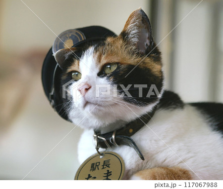 たま駅長 貴志駅改装前 たま駅長 貴志駅改装前 117067988