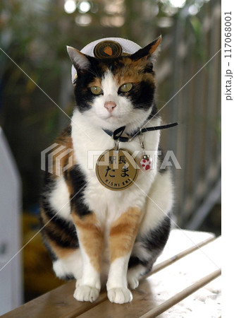 たま駅長　貴志駅改装前　夏帽子 117068001