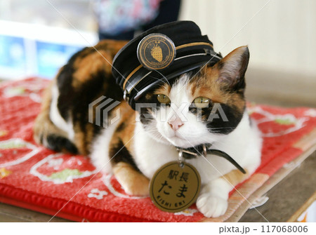 たま駅長 貴志駅改装前 たま駅長 貴志駅改装前 117068006