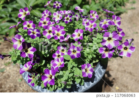 ユニークな花模様のサフィニア 117068063