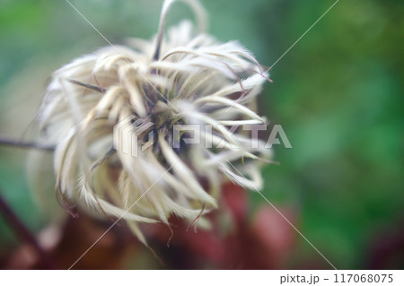 クレマチス「さぬき王妃」の綿毛と種子。クレマチスシード。花言葉は「精神の美」「甘い束縛」。 117068075