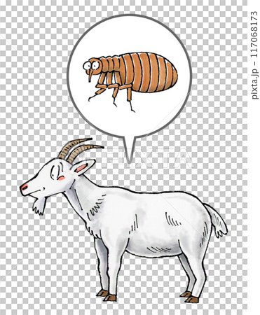 Goat and flea Goat and flea 117068173