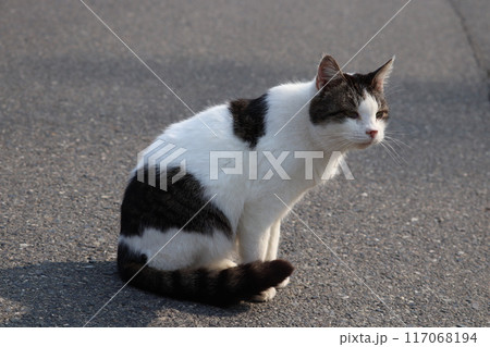 遠くを見つめる白と黒の模様の野良猫 遠くを見つめる白と黒の模様の野良猫 117068194