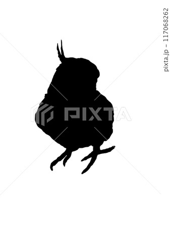 かわいいオカメインコのシルエット かわいいオカメインコのシルエット 117068262