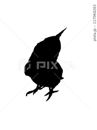 かわいいオカメインコのシルエット 117068263