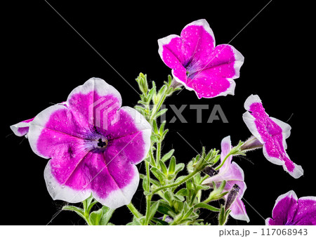 Blooming purple Petunia on a black background 117068943