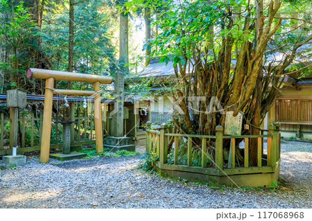 夏の幣立神宮　熊本県山都町 117068968