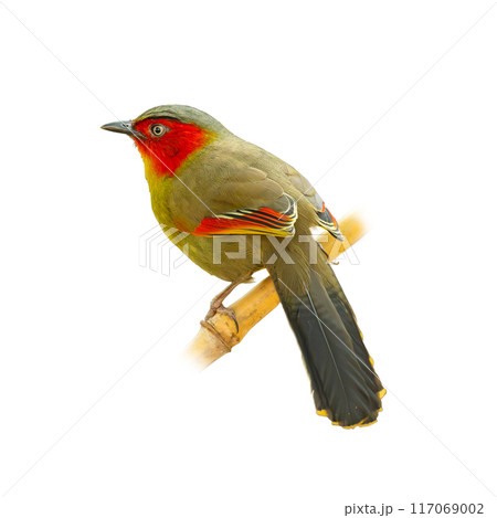 Scarlet-faced Liocichla perching on a perch looking into a distance Scarlet-faced Liocichla perching on a perch looking into a distance 117069002