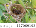 Birds nest 117069192