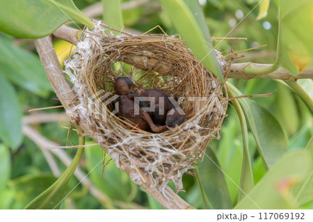 Birds nest 117069192