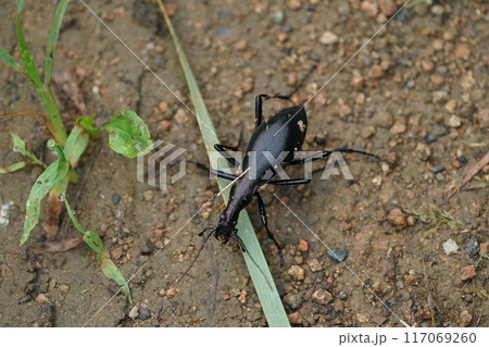 マイマイカブリの仲間 117069260