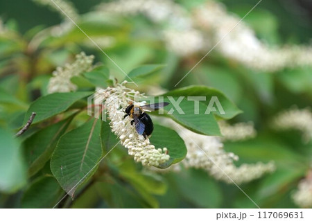 キムネクマバチ 117069631