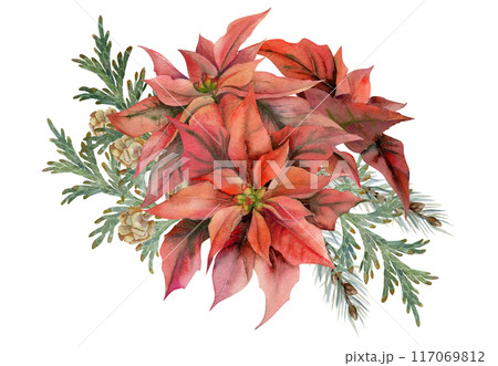 Poinsettia flowers, gold star baubles, juniper spruce branches cones. Watercolor hand drawn illustration, bouquet isolated on white. Xmas, happy new year festive noel navidad. Florist shop, wedding. Poinsettia flowers, gold star baubles, juniper spruce branches cones. Watercolor hand drawn illustration, bouquet isolated on white. Xmas, happy new year festive noel navidad. Florist shop, wedding. 117069812