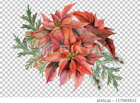 Poinsettia flowers, gold star baubles, juniper spruce branches cones. Watercolor hand drawn illustration, bouquet isolated on white. Xmas, happy new year festive noel navidad. Florist shop, wedding. Poinsettia flowers, gold star baubles, juniper spruce branches cones. Watercolor hand drawn illustration, bouquet isolated on white. Xmas, happy new year festive noel navidad. Florist shop, wedding. 117069812