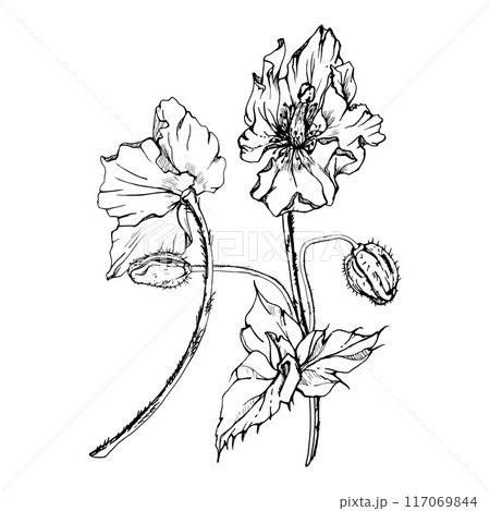 Hand drawn vector graphic botanical illustration flowers leaves. Red poppy papaver, stems buds seedpods. Field bouquet isolated on white background. Design wedding, cards, remembrance day stationery Hand drawn vector graphic botanical illustration flowers leaves. Red poppy papaver, stems buds seedpods. Field bouquet isolated on white background. Design wedding, cards, remembrance day stationery 117069844