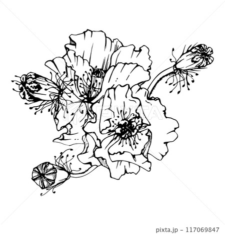 Hand drawn vector graphic botanical illustration flowers leaves. Red poppy papaver, stems buds seedpods. Field bouquet isolated on white background. Design wedding, cards, remembrance day stationery 117069847