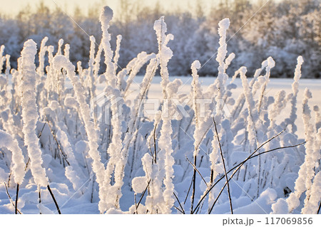 Thickets of roadside bushes are covered with wet snow. Thickets of roadside bushes are covered with wet snow. 117069856