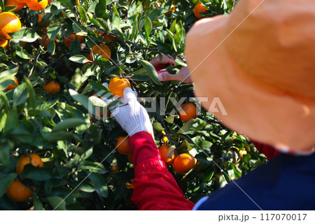 Farmer picking tangerines from the tree in the orchard 117070017