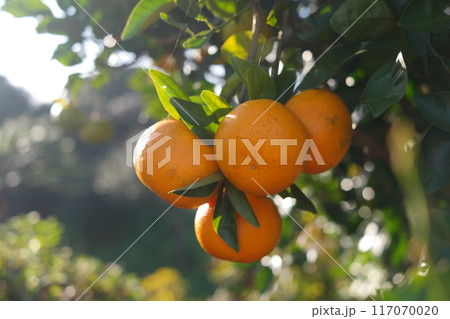Orange tree with ripe fruits in the garden Orange tree with ripe fruits in the garden 117070020