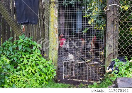 A rooster is inside a cage, enclosed by a chain link fence A rooster is inside a cage, enclosed by a chain link fence 117070162