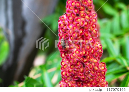 A fly is perched on the top of a bright red flower in a garden A fly is perched on the top of a bright red flower in a garden 117070163