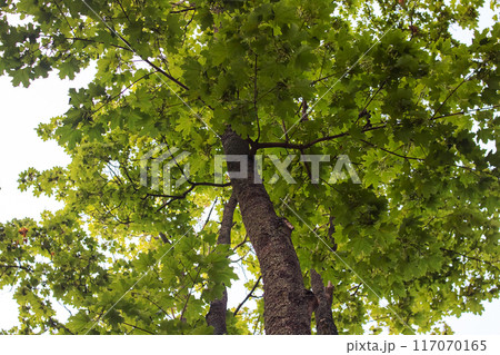 Observing a tree adorned with abundant green leaves under the sky 117070165