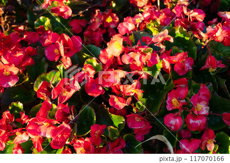 In the middle, there are several red flowers encircled with green leaves 117070166