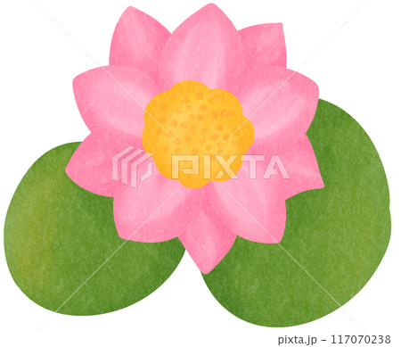 pink lotus pink lotus 117070238