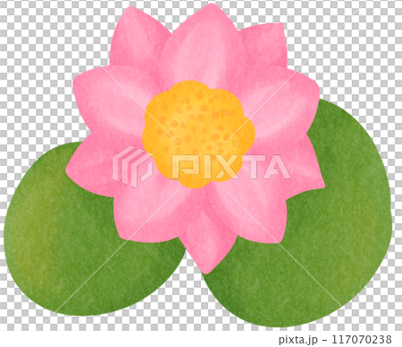 pink lotus pink lotus 117070238