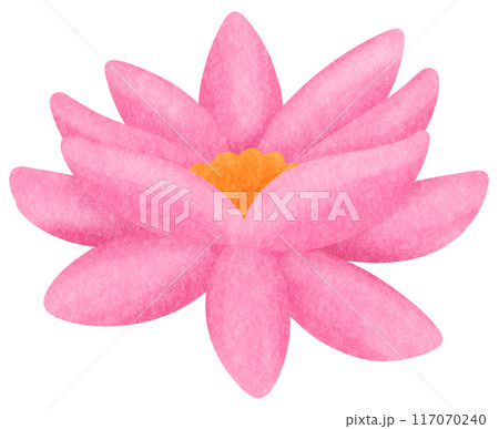 pink lotus pink lotus 117070240