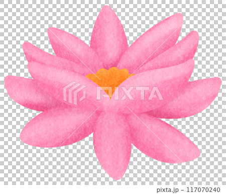 pink lotus pink lotus 117070240