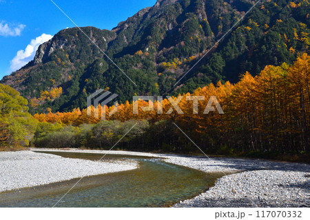 秋　上高地　梓川　唐松林 117070332