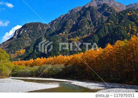 秋 上高地 梓川 唐松林 秋 上高地 梓川 唐松林 117070351