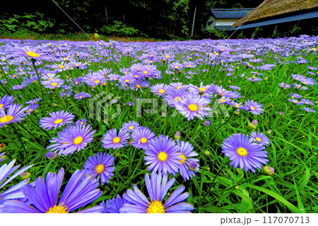 京都北山友禅菊と茅葺屋根 117070713