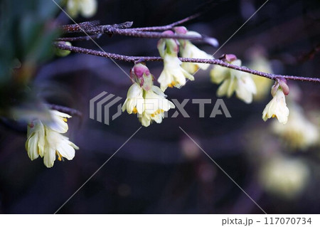 ヒュウガミズキの花 ヒュウガミズキの花 117070734