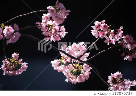 桜　早咲きの山桜 117070737