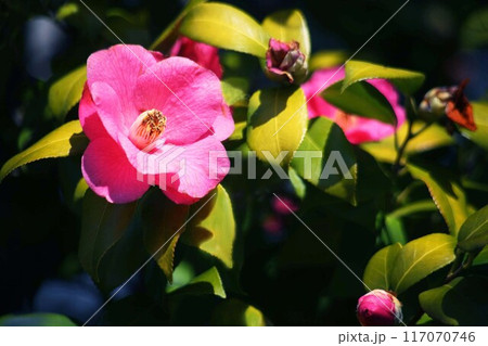 春の日差しを浴びて咲く、五色八重散り椿 春の日差しを浴びて咲く、五色八重散り椿 117070746