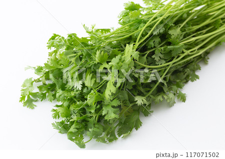 パクチー(コリアンダー) パクチー(コリアンダー) 117071502