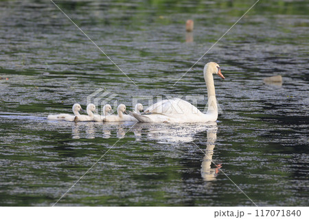 親鳥について湖面を進むコブハクチョウのヒナ達 117071840