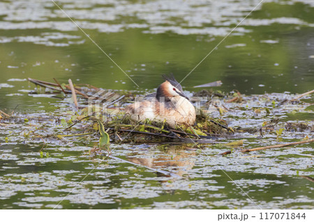 小川原湖で営巣中のカンムリカイツブリ 117071844