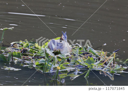 小川原湖で営巣中のカンムリカイツブリ 117071845