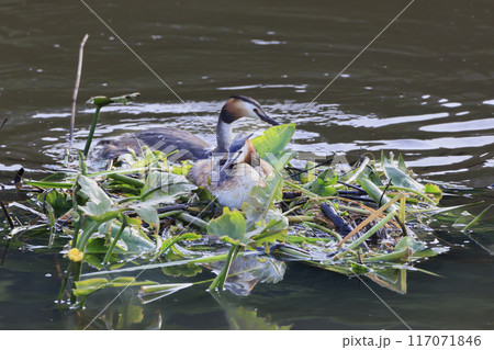 小川原湖で営巣中のカンムリカイツブリ 小川原湖で営巣中のカンムリカイツブリ 117071846