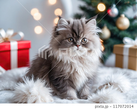 A fluffy Persian kitten sits on a soft blanket with red gift boxes and a decorated Christmas tree in the background. 117072014